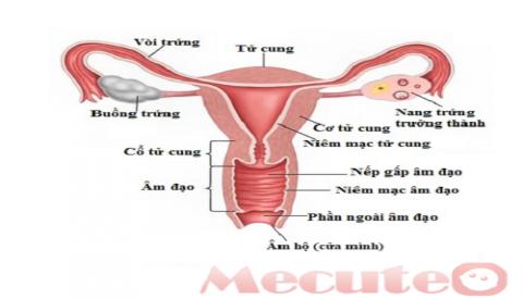 Âm đạo ra mủ - Dấu hiệu cảnh báo nguy hiểm